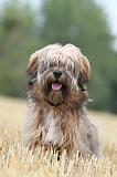 TERRIER DU TIBET 003